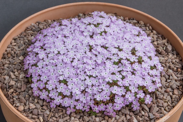 Dionysia viscidula GW/H1305